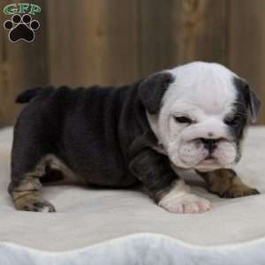 Misty Harbor, English Bulldog Puppy